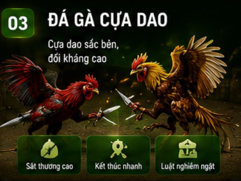 Đá gà cựa dao